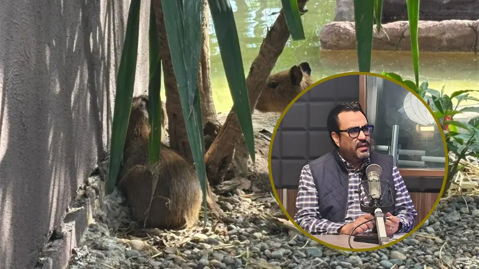 Alcalde invita a familias a conocer los nuevos capibaras del Zoológico de Culiacán en evento gratuito