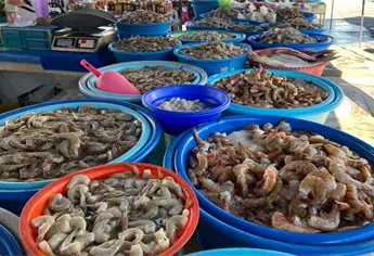 Precio del Camarón en Mazatlán: ¿Cuánto cuesta el kilo en las changueras?
