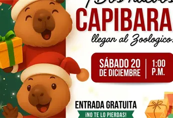 ¡Entrada gratuita! Zoo Culiacán dará la bienvenida a dos nuevos capibaras con festejo navideño