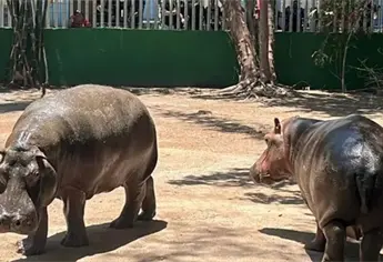 Pareja de hipopótamos del?Zoológico de Culiacán ya tienen nombre; uno es de un personaje de película