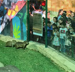 Con gran emoci&oacute;n se presenta a los dos nuevos capibaras del Zool&oacute;gico de Culiac&aacute;n