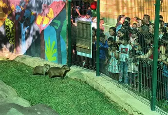 Con gran emoci&oacute;n se presenta a los dos nuevos capibaras del Zool&oacute;gico de Culiac&aacute;n