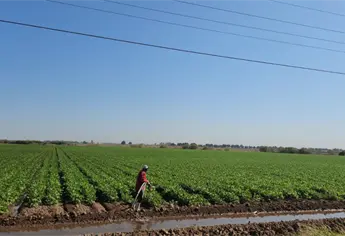 Comienzan a caer los apoyos: SADER libera primeros pagos a productores de trigo y maíz en Sinaloa