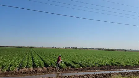 Comienzan a caer los apoyos: SADER libera primeros pagos a productores de trigo y ma&iacute;z en Sinaloa