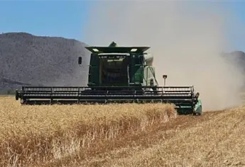 Valle del Fuerte alcanza 90 mil hectáreas con permiso de siembra; alertan cierre definitivo de ventanillas