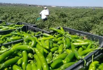 Narcobloqueos paralizan el campo de Escuinapa; productores vuelven a trabajar con temor