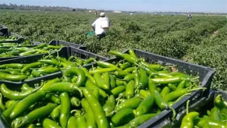 Narcobloqueos paralizan el campo de Escuinapa; productores vuelven a trabajar con temor