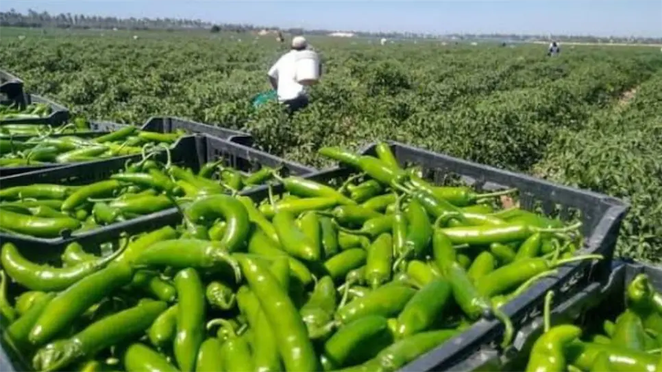 Pese al contexto de inseguridad, agricultores del valle decidieron reanudar labores este lunes con el objetivo de rescatar las cosechas y evitar mayores pérdidas económicas