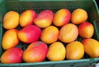 Mangueros del norte de Sinaloa le apuestan al riego profundo para enfrentar la sequía y ahorrar hasta 50% de agua