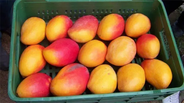 Nota Relacionada de Agro