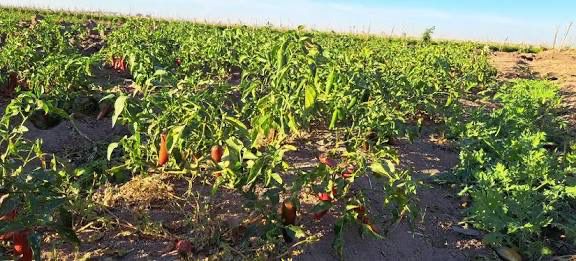 Imagen Placeholder Imagen Placeholder