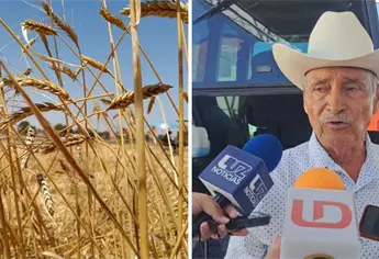 Pagos a trigueros y maiceros avanzan, pero bodegas advierten que no alcanzan tiempos límite