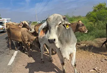 Violencia en Escuinapa obliga a ganaderos a cambiar rutinas; trabajan con miedo y solo de día