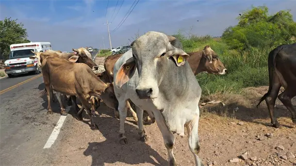 Nota Relacionada de Agro