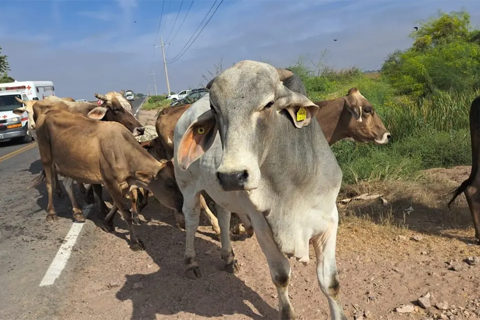 Violencia en Escuinapa obliga a ganaderos a cambiar rutinas; trabajan con miedo y solo de d&iacute;a