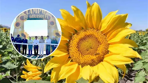 Nota Relacionada de Sinaloa