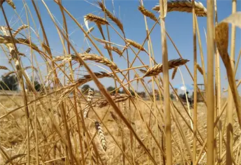 Sader lanza llamado urgente a trigueros de Sinaloa: últimos días para registrarse y no perder apoyos federales