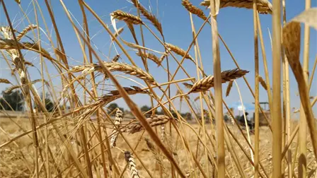 Sader lanza llamado urgente a trigueros de Sinaloa: &uacute;ltimos d&iacute;as para registrarse y no perder apoyos federales