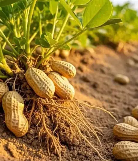 Desplome del precio del cacahuate asfixia a temporaleros de Choix