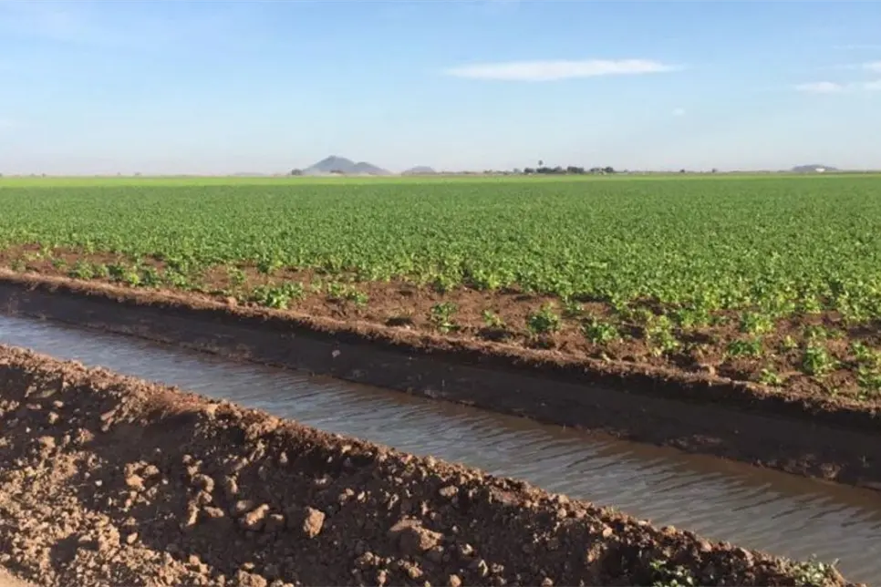Prorroga de SADER para permisos de siembra es suficiente; Productores de El Carrizo pueden regularizarse sin contratiempos