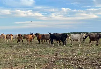 Ganadería de Concordia toma nuevo respiro: hatos recuperan hasta 90 % de su peso