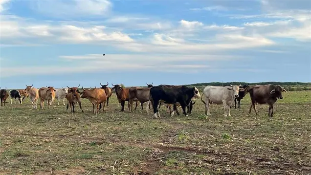 Ganader&iacute;a de Concordia toma nuevo respiro: hatos recuperan hasta 90 % de su peso