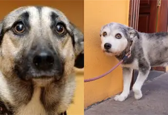 ¿Tu perro sufre con los cuetes? 5 trucos efectivos para calmarlo este Año Nuevo