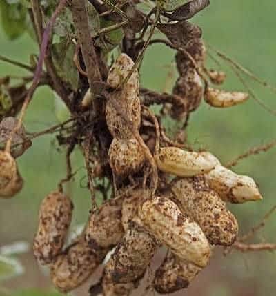 Imagen Placeholder Imagen Placeholder