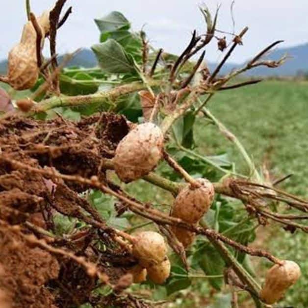 Imagen Placeholder Imagen Placeholder