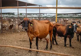 Escasez de aretes del Siniiga paraliza la venta de ganado en Escuinapa