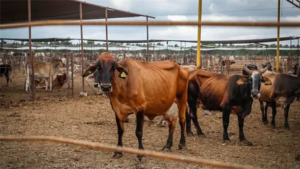 Nota Relacionada de Agro