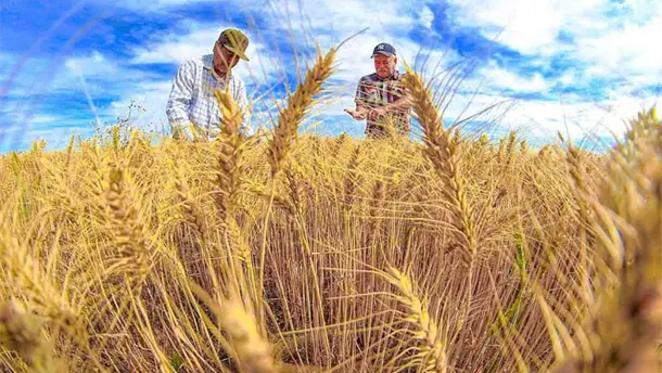 Nota Relacionada de Agro