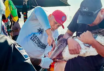 Pelícano y pescador son atendidos tras lesiones con un anzuelo en Mazatlán