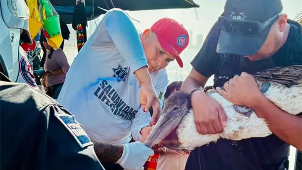 Nota Relacionada de Sinaloa