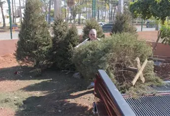 Adiós al pino: Ubica los centros de acopio de árboles de navidad en Mazatlán