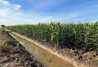 La tonelada de maíz se ubica en 4,839 pesos tras nueva caída en los mercados