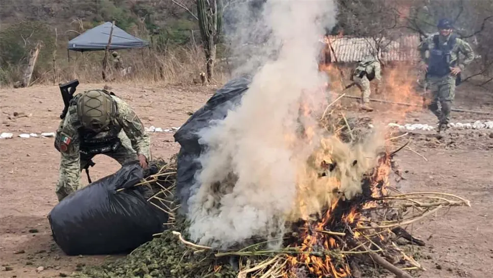 Ejército Mexicano destruye megaplantío de mariguana escondida entre los cerros de la sierra de Badiraguato