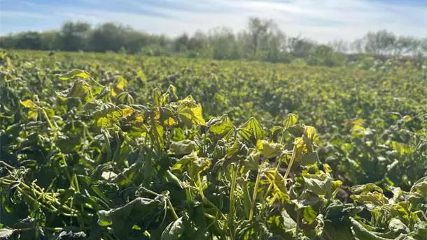 Nota Relacionada de Agro