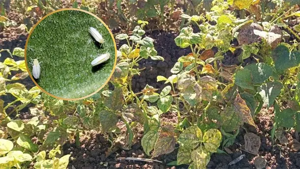 Nota Relacionada de Agro