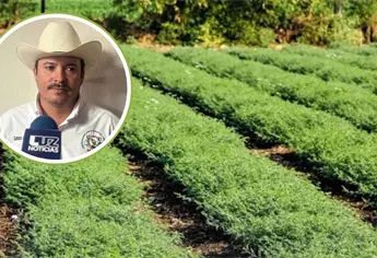 Lluvias y granizo en el Valle del Évora; Sanidad evalúa cultivos