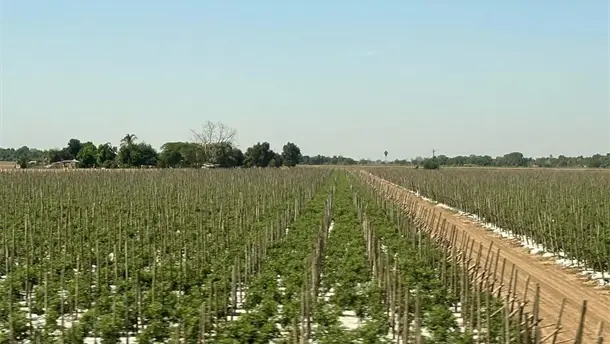 Nota Relacionada de Agro