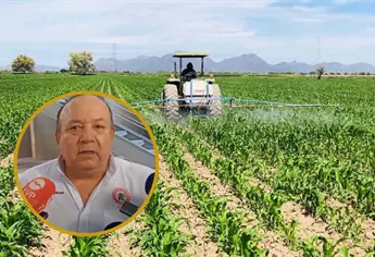 CNC: presupuesto 2026 es insuficiente para el maíz ante nuevos datos del USDA