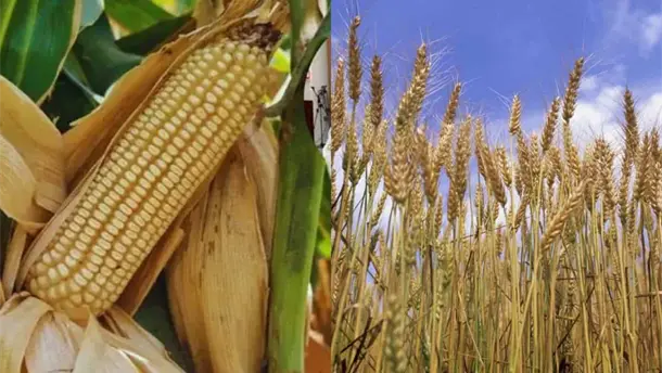 Nota Relacionada de Agro