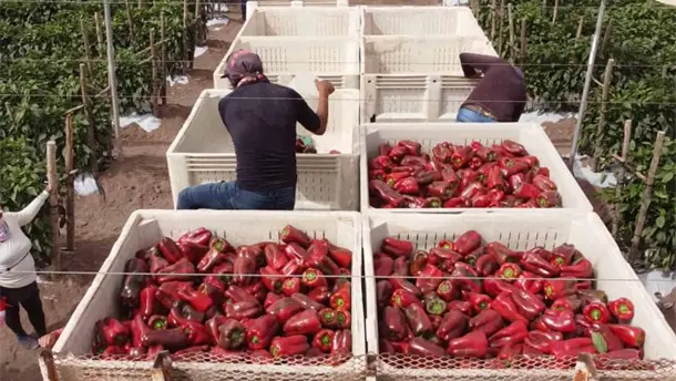 Nota Relacionada de Agro