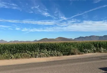 Sinaloa llega a la mesa de negociación con SADER con 300 mil toneladas de maíz en bodega y precios abatidos
