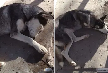 Agreden a perrito parcialmente ciego en El Fuerte; vecinos denunciarán ante la Vicefiscalía