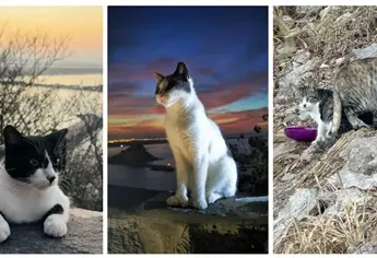 Los gatos del Faro de Mazatlán: ¿Una plaga invasiva o un santuario felino?