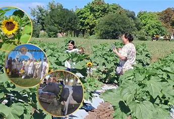 Los Mochis ya tiene campo de girasoles con la ruta “Ahome Florece”