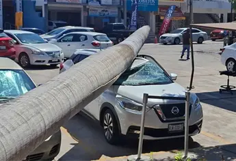 Colapsa palmera y aplasta vehículo afuera de la Unidad Administrativa de Mazatlán