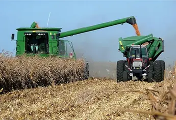 Productores de Sinaloa recibirán 5,674 pesos por tonelada si venden hoy su maíz